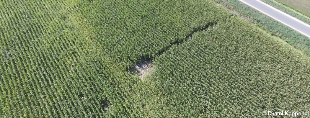 Maisveldslopers veroorzaken 1000 euro schade bij Mijdrechtse agrariër