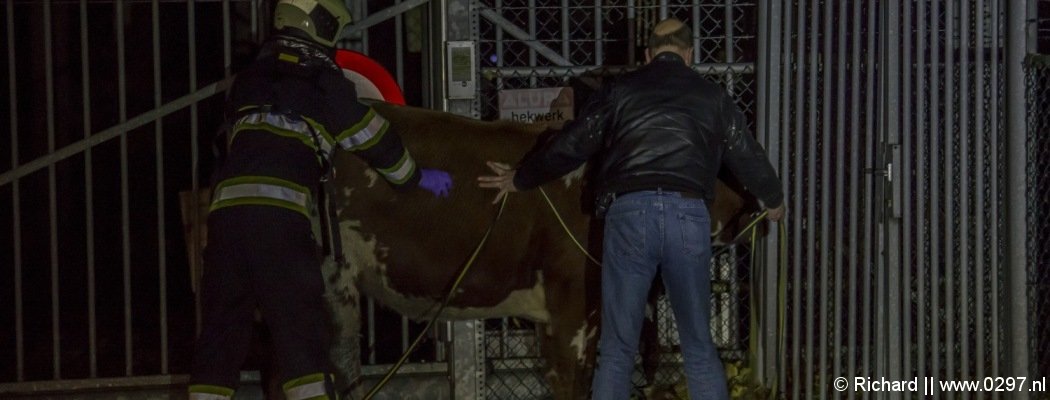 Brandweer vangt losgebroken stier in Loenen