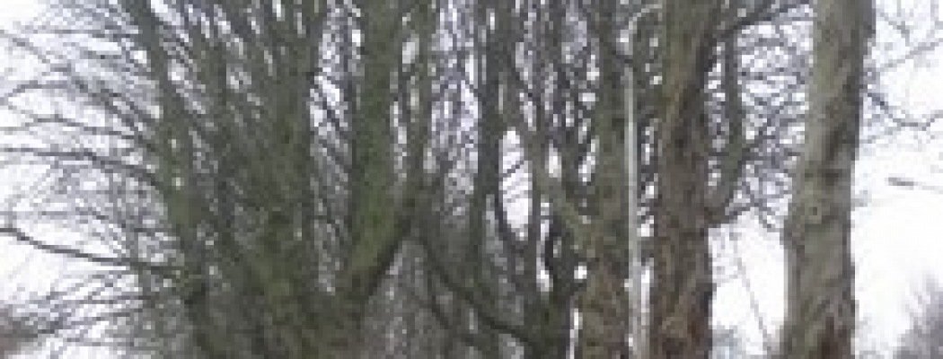 Zieke bomengroep Kastanjes hoek N196 en Oosteinderweg gekapt