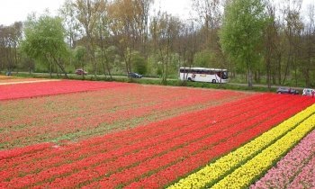 Martinus Tours door de bollenstreek