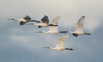 Beleef de Vogeltrek in Waverhoek met de EuroBirdwatch