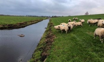 Hond doodt schapen in Vinkeveen