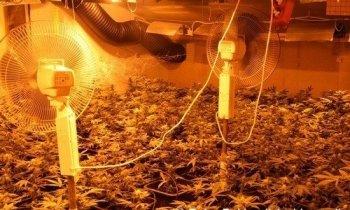 Hennepkwekerij opgerold met 750 planten in Waverveen