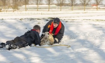 De toppers van @BrwMijdrecht hebben vanmiddag een schaap gered.