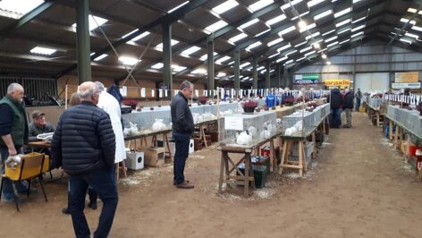 Jaarlijkse Tentoonstelling Kleindiervereniging “Onze Langoren”