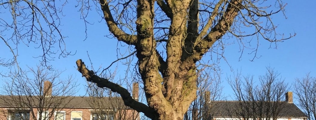 Bomen verwijderd voor veiligheid in Aalsmeer