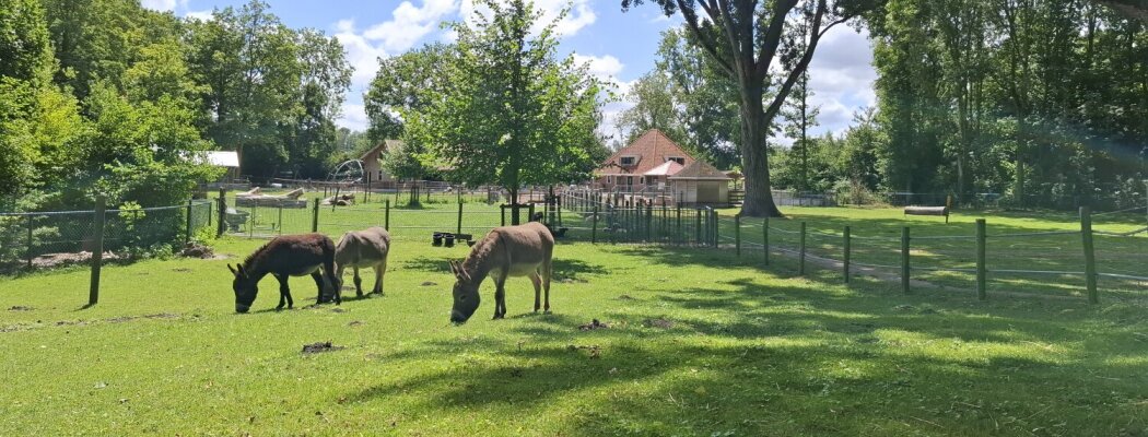Dierendag vieren bij Boerenvreugd: spelletjes, knutselen en dieren ontdekken