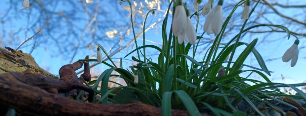 Tuincoaches starten tuinseizoen: kom gratis sneeuwklokjes halen