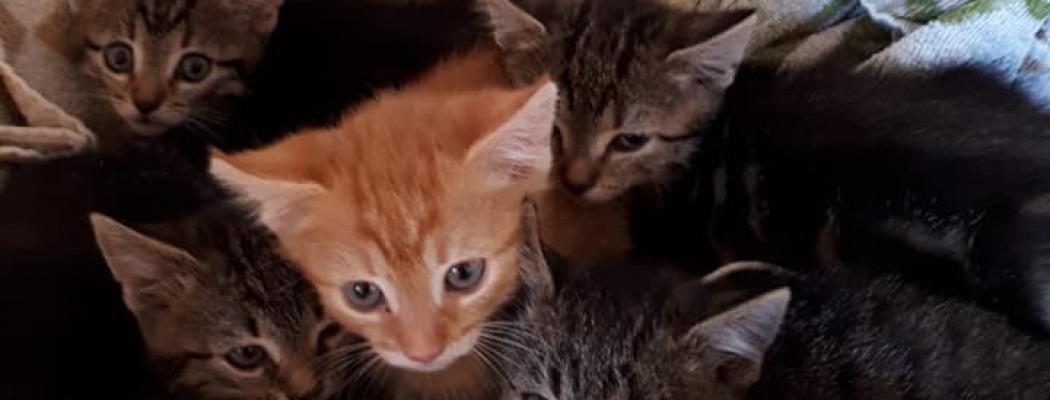 Vijf kittens gedumpt in dichtgeknoopte boodschappentas Abcoude