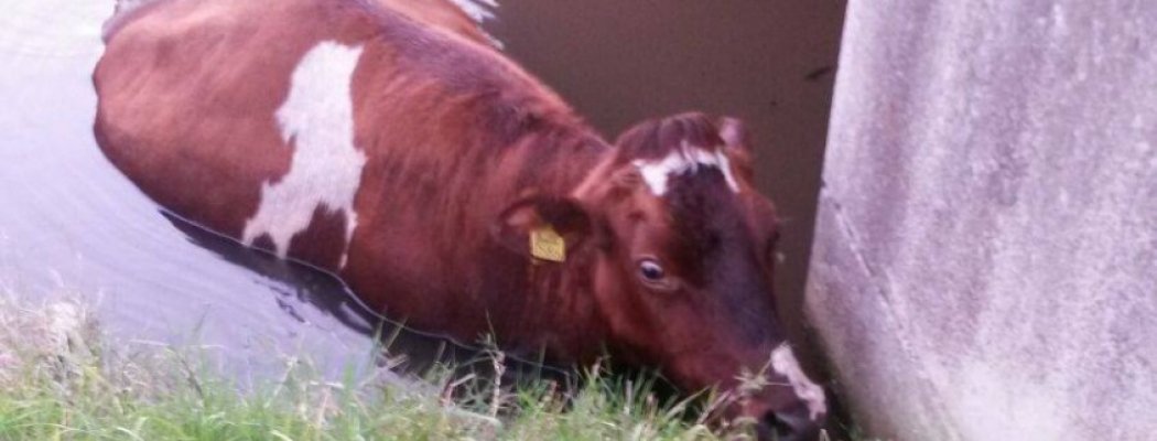 Leerling VeenLanden College redt koe in nood