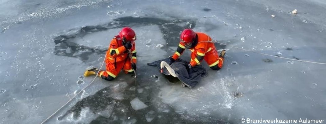 Brandweer redt vastgevroren zwaan in Aalsmeer
