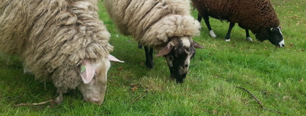 Schapen van Boerenvreugd krijgen zomerse make-over tijdens schaapscheerdersfeest