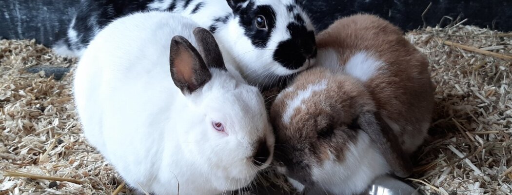 Vakantieopvang voor konijnen en cavia’s weer mogelijk bij Boerenvreugd