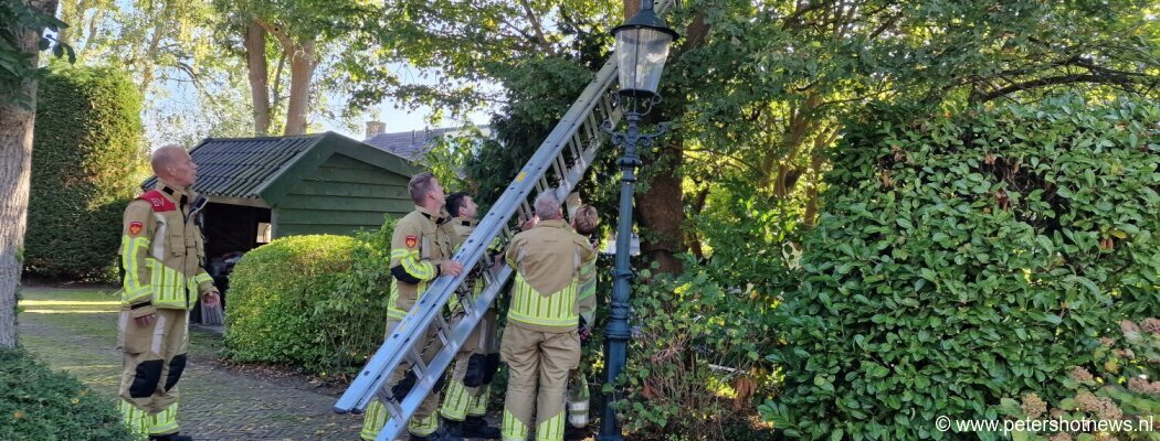 Brandweer haalt kat uit boom in Mijdrecht