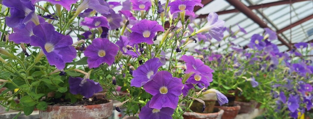 Zaterdag twee activiteiten in museum Historische Tuin