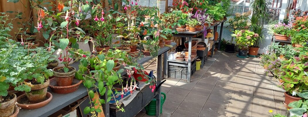 Verkoopdag Najaar en laatste openingsdag bij Historische Tuin