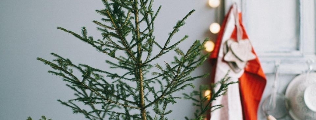 Zamel oude kerstbomen in en ontvang € 0,50 per kerstboom