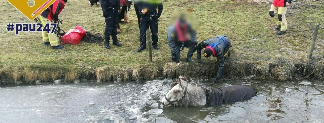 Brandweer redt door het ijs gezakt paard in Aalsmeer
