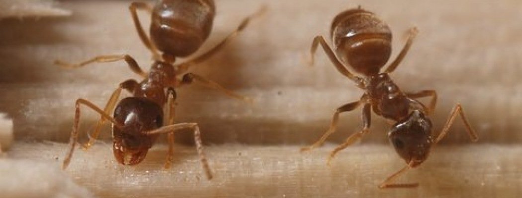IVN-lezing over mieren, toegespitst op de PLAAGMIER