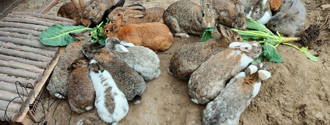 Ongewilde konijnen met 'een rugzakje' dreigen uniek opvangparadijs in Mijdrecht kwijt te raken