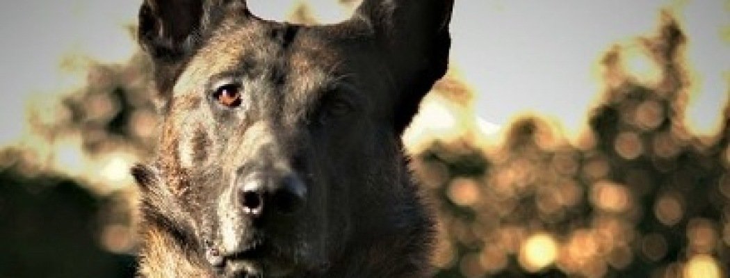 Politiehond raakt zwaar gewond in Uithoorn bij aanhouding verwarde agressieve man