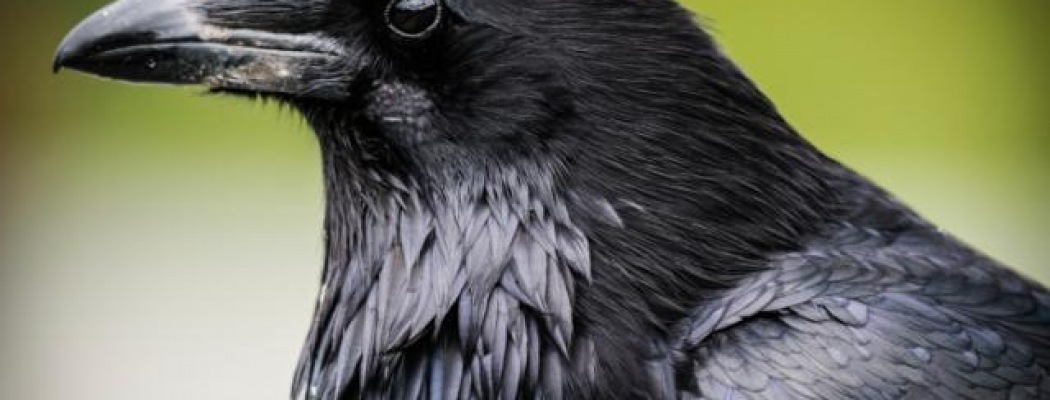 IVN-Lezing 'Raven' in De Woudreus Wilnis