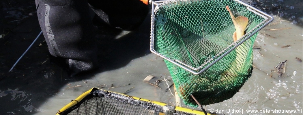 Tientallen vissen gered in Uithoorn: werkzaamheden aan trambaan tijdelijk stilgelegd