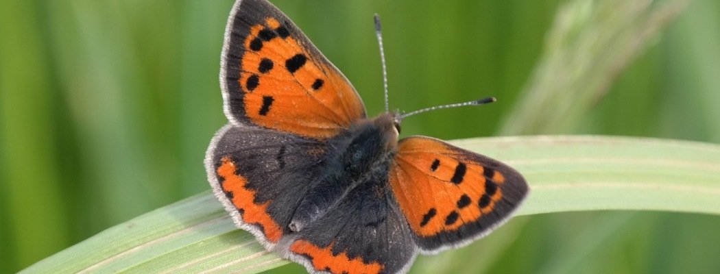 Herstart IVN Werkgroep vlinders en libellen