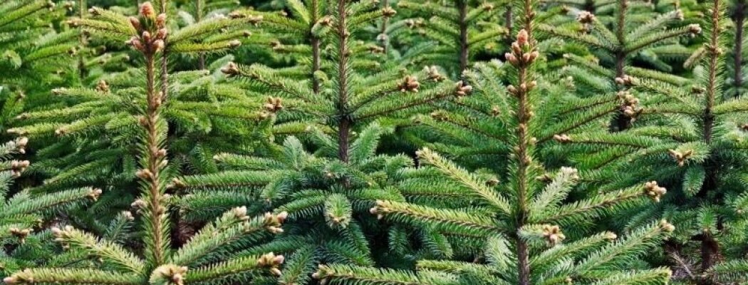 Kom naar de Kerstbomenritjes bij Brandweer Aalsmeer