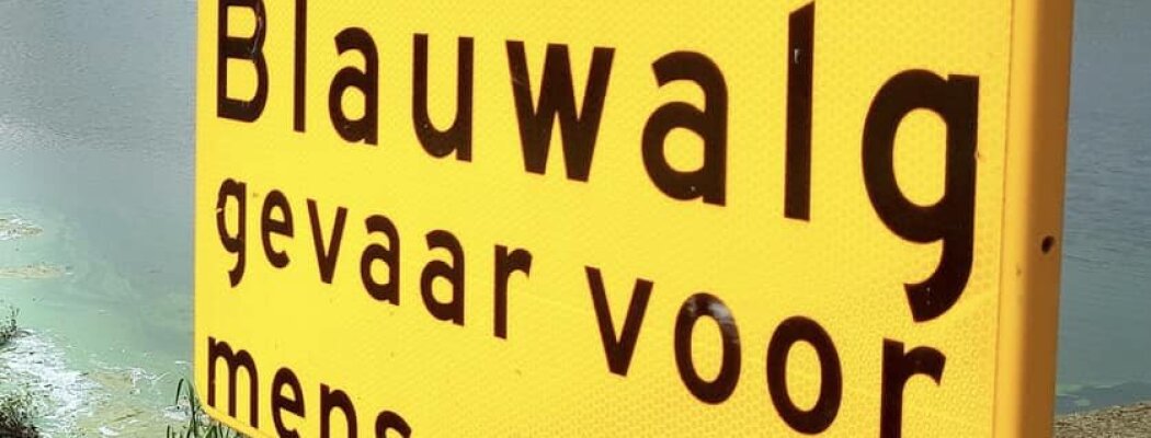 Blauwalg Westeinderplassen