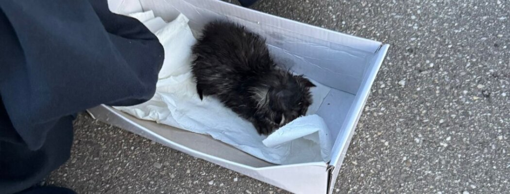 Kitten in schoenendoos gedumpt bij skatebaan in Mijdrecht