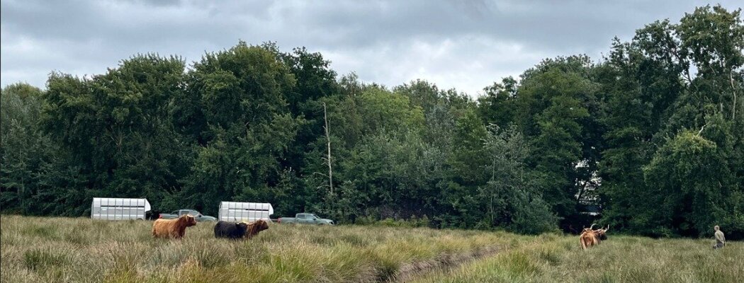 Runderen vertrekken uit het Libellebos in Uithoorn