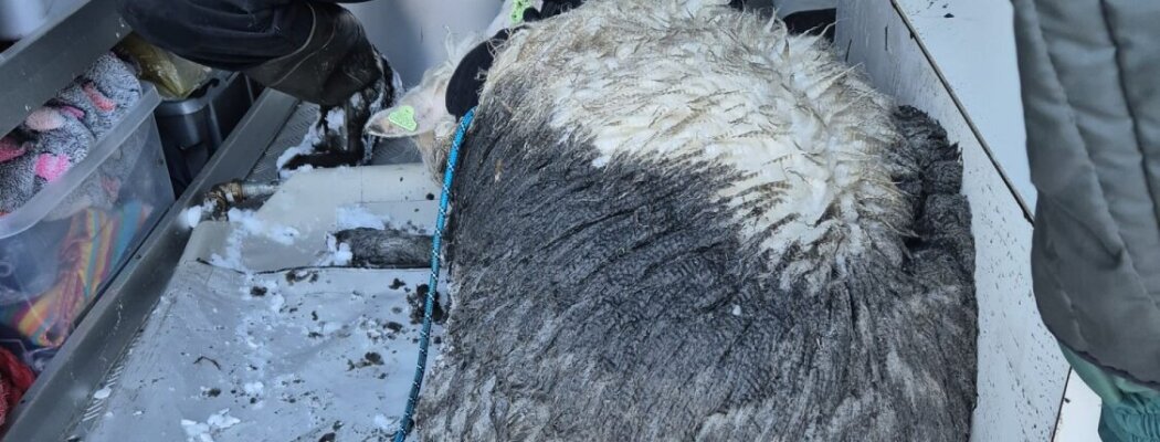 Schaap door ijs gezakt in Mijdrecht