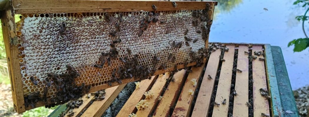 Zoemfestijn op Boerenvreugd: ontdek de wereld van bijen, honing en hoornaars