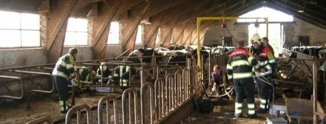 Koe in de gierkelder bij Boerderij