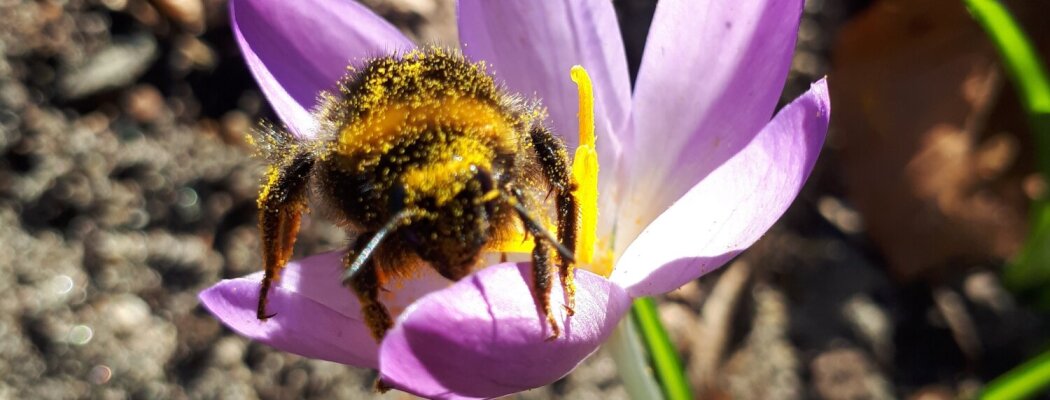 Kom gratis biologische bloembollen ophalen bij De Woudreus