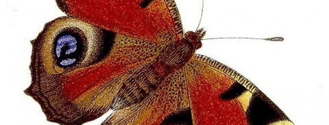 Natuurgroep Kockengen nodigt u uit voor de winteravondlezing Vlinders en libellen in beweging