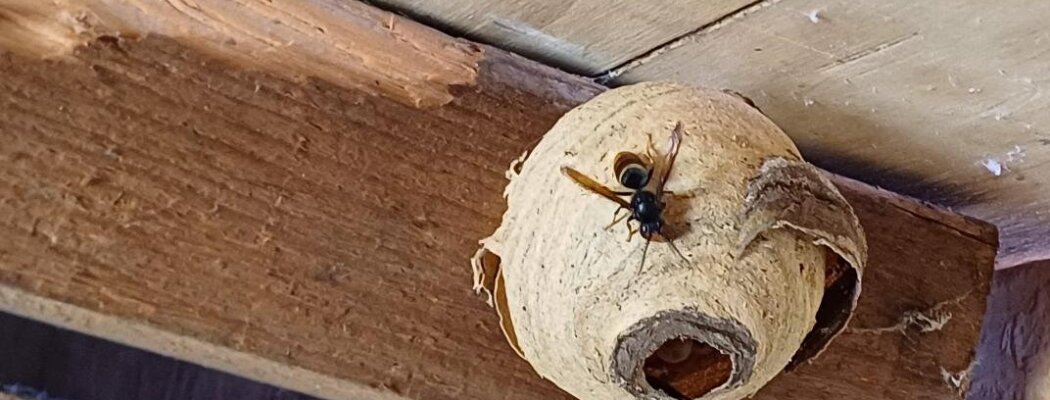 Meld nu nestjes van Aziatische hoornaar!