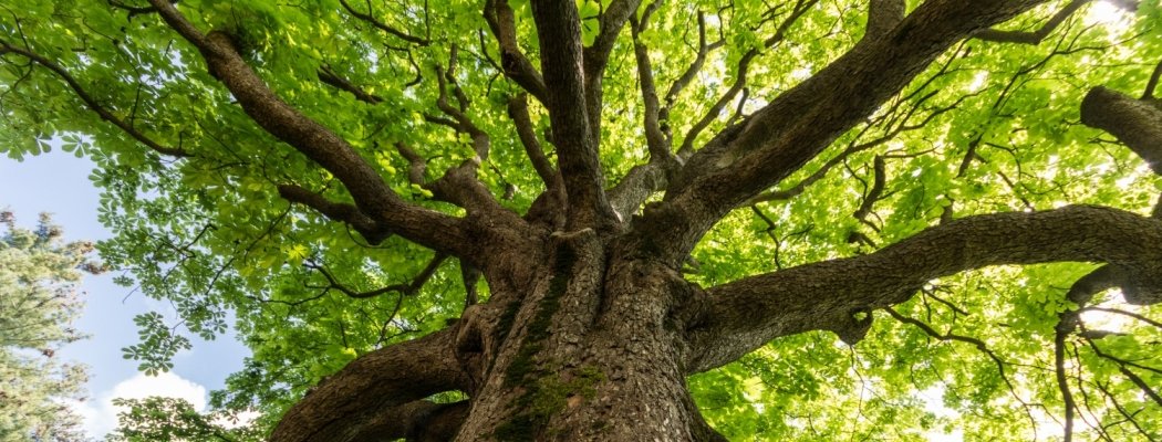 De Ronde Venen stelt 'bomenkaplijst' vast