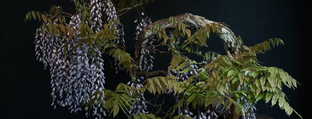 Bonsai Demonstratie in het Flower Art Museum