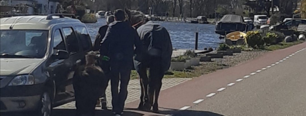 Wegenwacht vangt paarden in Aalsmeer