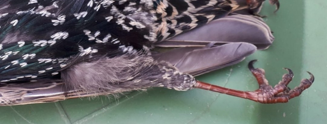 Tientallen vergiftigde vogels aangetroffen in Aalsmeer