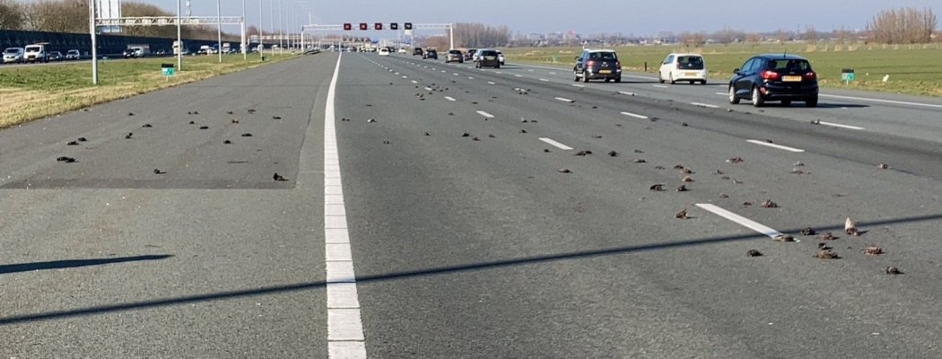 Tientallen dode vogels zorgen voor file op de A2 bij Vinkeveen