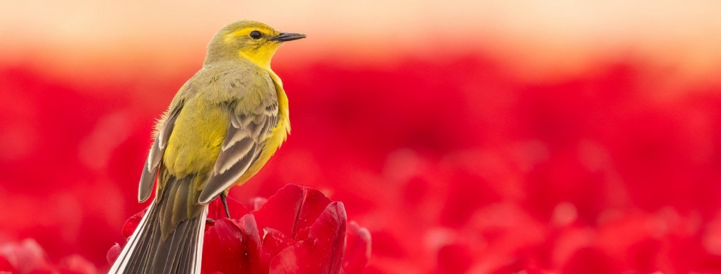 Lezing over vogelfotografie door Erik de Rijk in Flower Art Museum