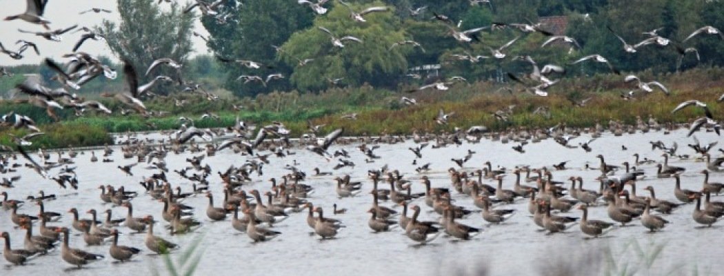 Natuurgroep Kockengen  organiseert een vogelexcursie naar De Waverhoek