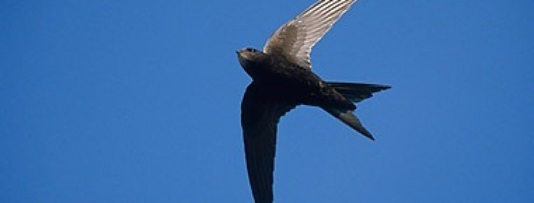 Gierzwaluw excursie Natuurgroep Aalsmeer