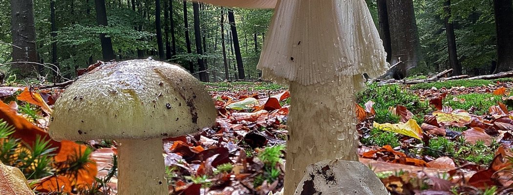 IVNlezing Paddenstoelen: beeldschoon en onmisbaar