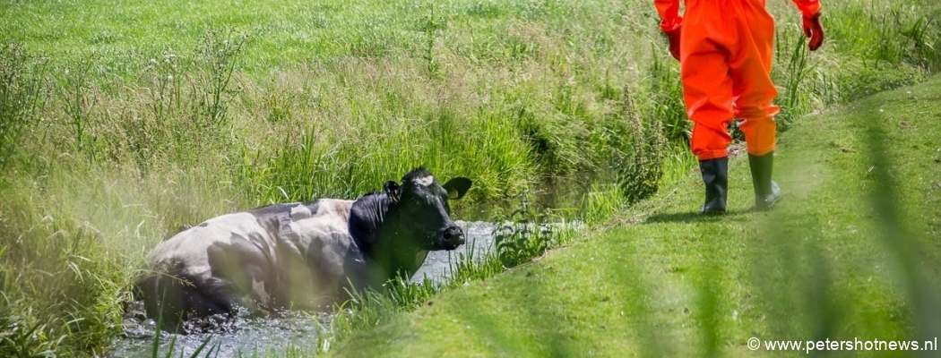 Koe gaat op toertocht in Baambrugge