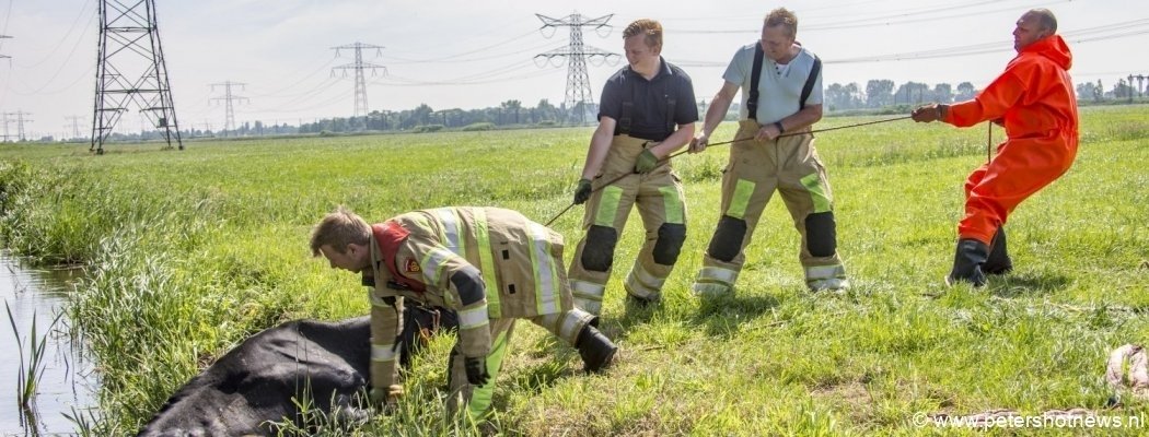 Brandweer krijgt koe niet op het droge in Baambrugge
