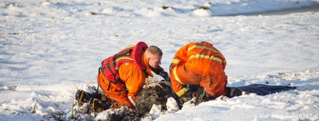 Brandweer redt schaap uit bevroren sloot